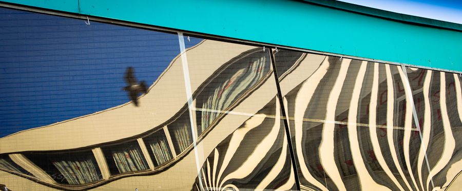 Taube und Zebra.