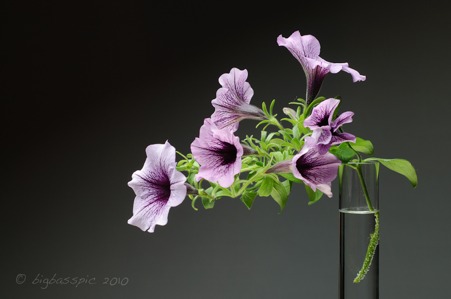 Jede halbwegs neue Cam sollte erstmal mit einem Blumenbild gewr
