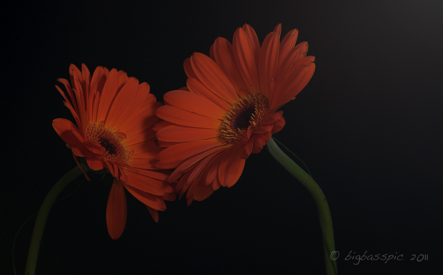 20110131-DSC_1200