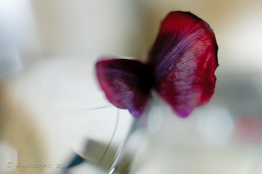 20110219-DSC_1657