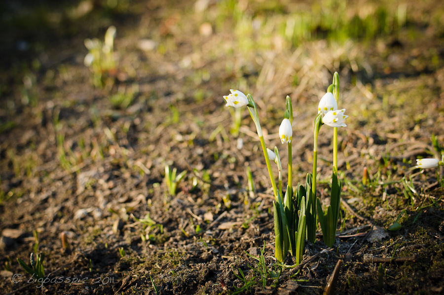 20110305-DSC_2687