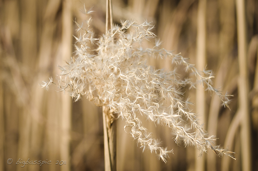 20110305-DSC_2731-2