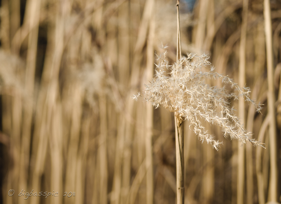 20110305-DSC_2731