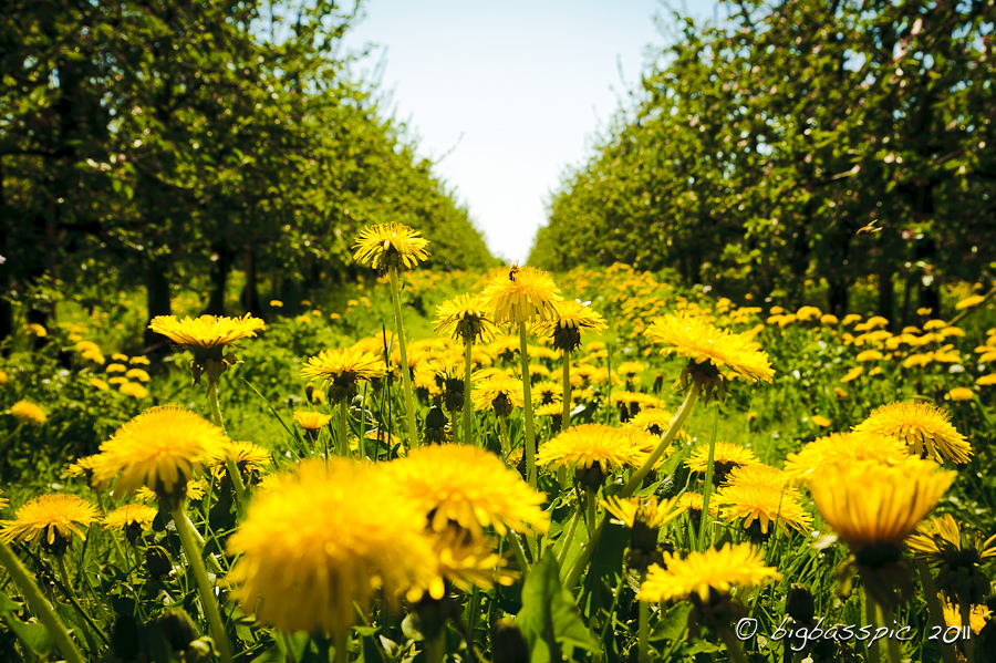 Altes Land, Löwenzahn mit Biene Altes Land, Löwenzahn mit Biene