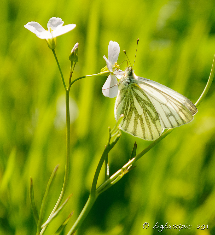 Schmetterling Schmetterling