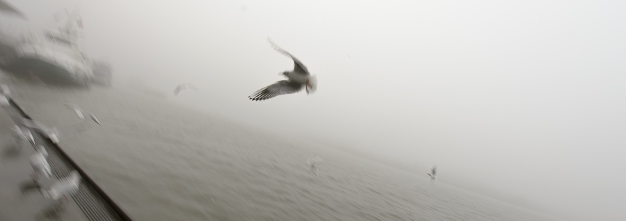 Möve im Nebel, Hamburg Landungsbrücken. © bigbasspic Hamburg. Die Landungsbrücken im Nebel, eine Möve fliegt vorbei, im Hintergrund Schiffe.